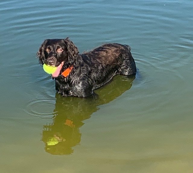 Boykin Spaniel — South Carolina's state dog